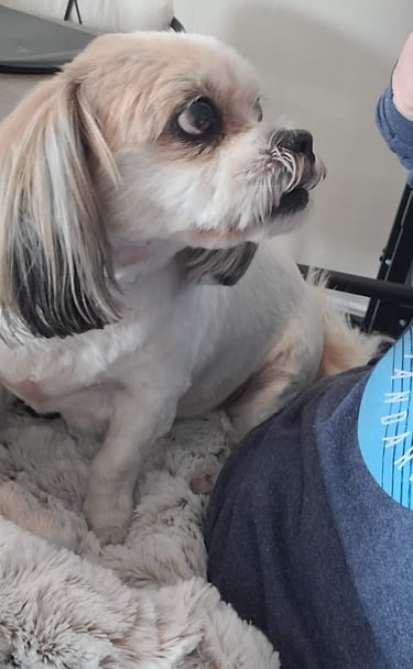 Adorable Dog in Furr Lap Pet Bed