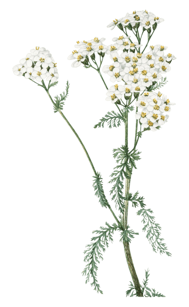 Plante médicinale à fleurs blanches pour extraction botanique d'huiles végétales naturelles