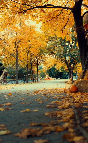 Halloween Montréal Photographie Autumn Fall