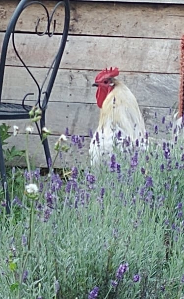 Easter Egger Rooster