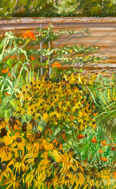 Scotney Castle rudbeckias in the walled garden - digital drawing