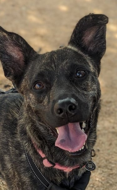 Zuri: Heartworm survivor/rescue and inspiration for our Healing Guide.