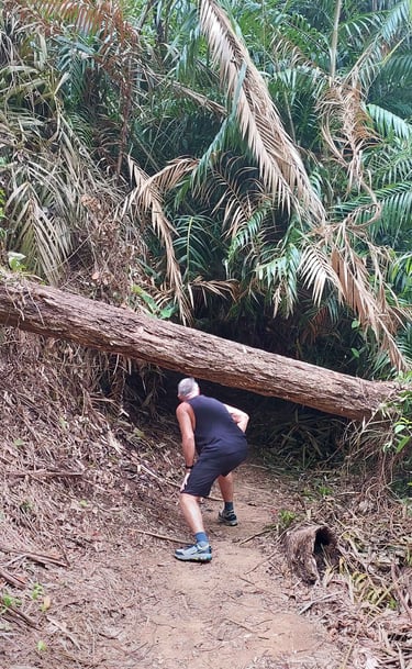 thailand khao lak lam ru hat lek nature trail