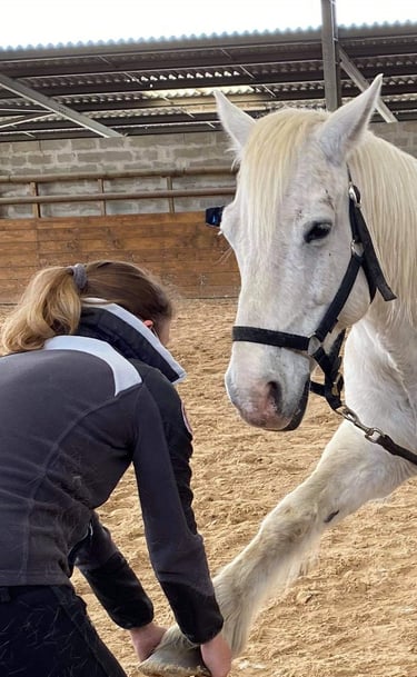 Manipulations ostéopathiques pour les chevaux