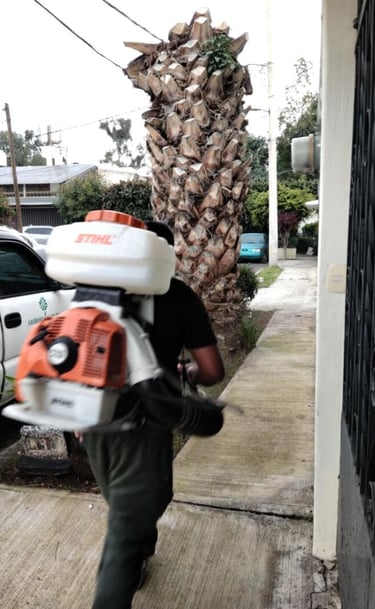 Profesional realizando una nebulización a una palmera.