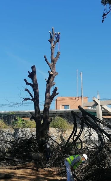 profesional arboricultor técnico haciendo un derribo 