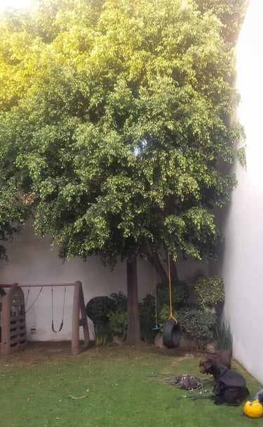 jardín y árbol descuidado