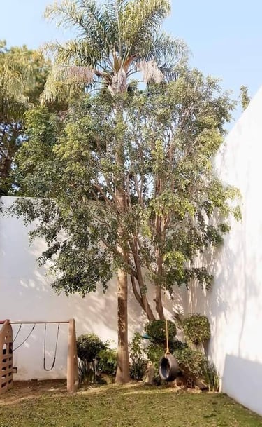 Jardín y árbol con el servicio de mantenimiento 