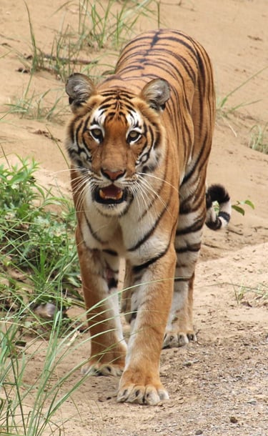 Tiger in Bardia National Park