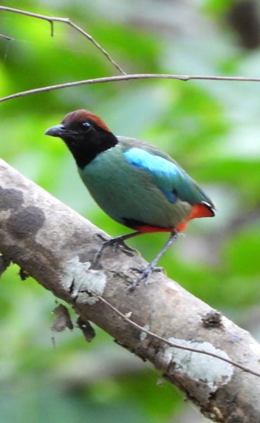 Western Hooded Pitta in bardiya forest