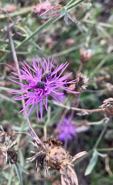 Knapweed Flower Weevils