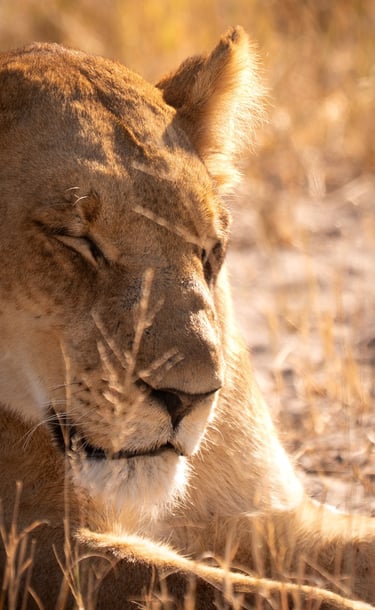 a lioness is laying down in the grass