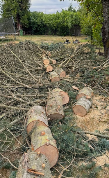 A Snohomish County tree service felled and is processing a tree for removal