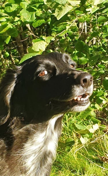 Pippa-koira Elonkehdon pihapiirissä