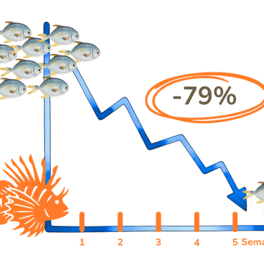 Un seul Poisson-Lion peut réduire la nombre de juvéniles jusqu'à 79 % en moins de 5 semaines