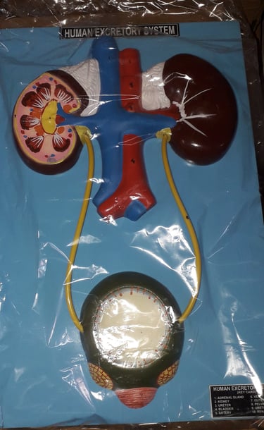 human excretory system