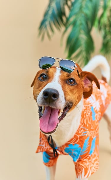 Happy Jack Russell Terrier wearing a tropical orange Hawaiian shirt and sunglasses for a summer vacation.