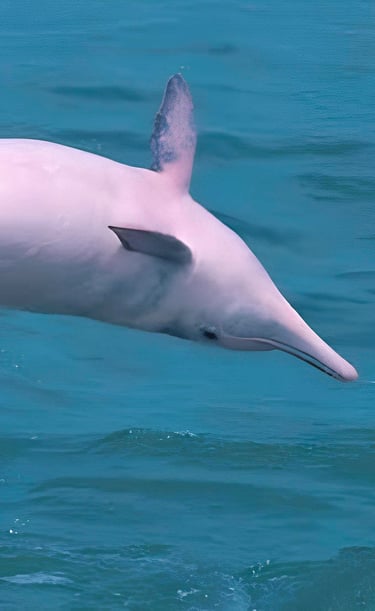 pink dolphin tour samui