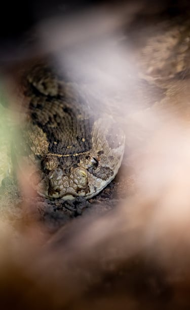 a puff adder in the grass