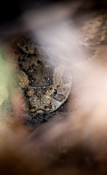 a puff adder in the grass