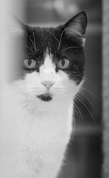 Chat ehpad Arc En Ciel Odyssée du XXème Siècle