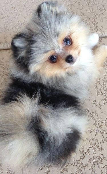 cachorro pomerania en venta argentina