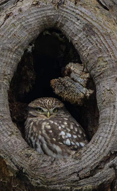 A Little Owl in its nest hole in Kensington Gardens.