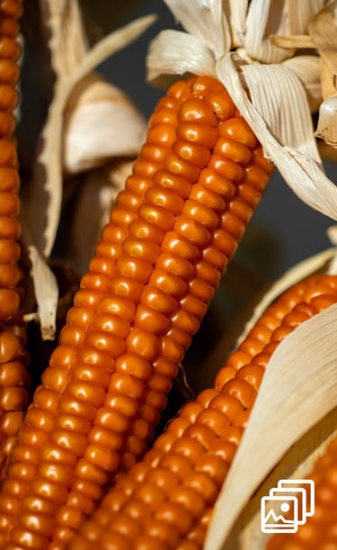 corn on the cob
