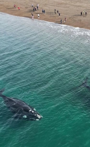ballenas en el doradillo