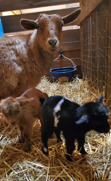 Fainting Goat Kids in Pennsylvania