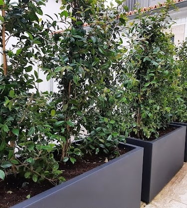 Tall green privacy hedge plants in modern charcoal grey rectangular planters on an outdoor patio.