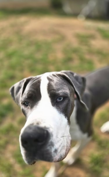 A large gray and white Great Dane with striking blue eyes looks curiously into the camera