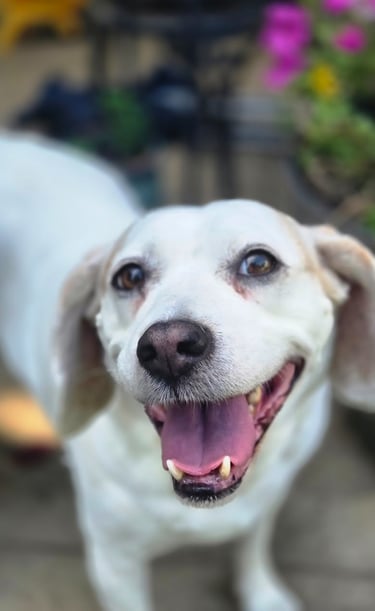 a dog is looking up at the camera and a dog is looking up at the