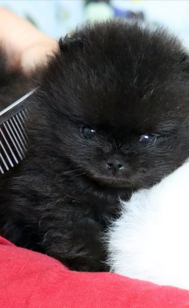 venta de cachorros pomerania