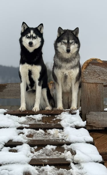 Husky-Erlebnisse, Husky-Ausfahrten, Husky-Trekkingtouren, Husky Abenteuer, Dietfurt, Bayern