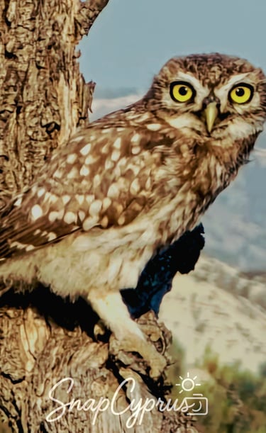 Owl