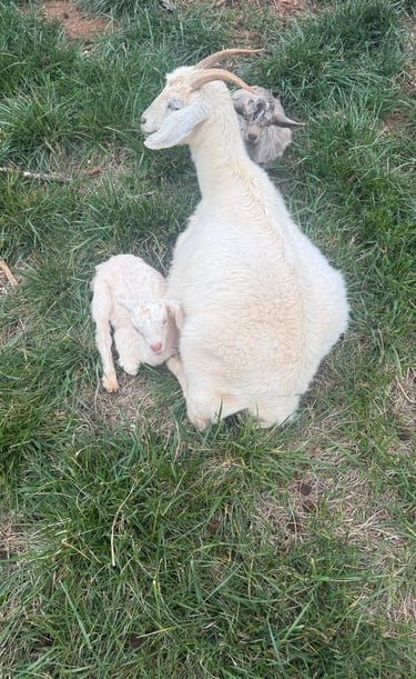 Edith (white doeling)