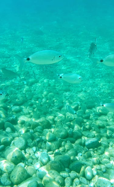 pesci nel mare della spiaggia Le Ghiaie