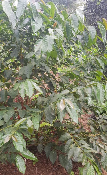 a coffee plant with green leaves and green coffee beans