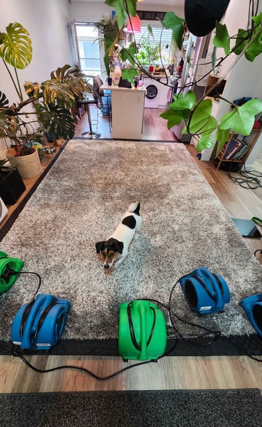 best carpet cleaners in Edmonton