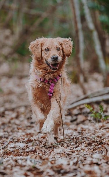 un cane dal pelo beige corre nel bosco autunnale