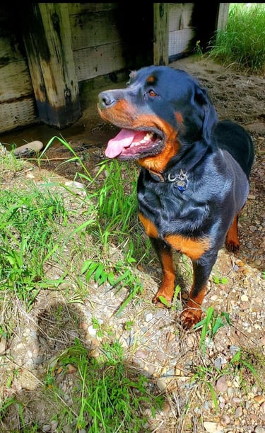 My Rottweiler Sirius