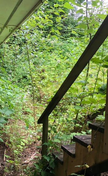 Before we removed blackberry bushes