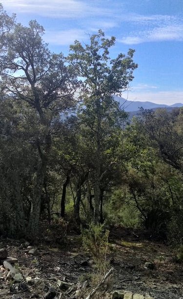 forêt de chênes verts et chênes lièges à flanc de colline