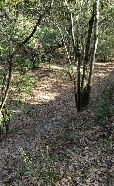 forêt du sud de France