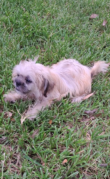 Brown Mal-Shi Puppy in green grass looking happy.