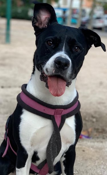 a dog wearing a tie and a tie dye on a leash