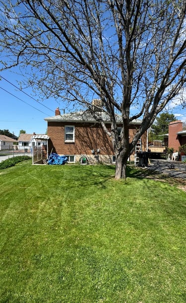 a yard with a tree in the middle of a yard