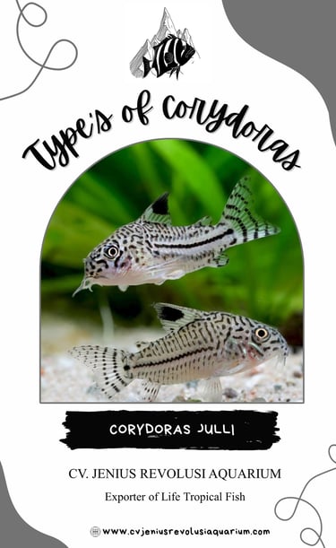 Corydoras