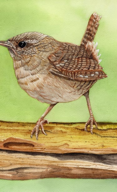 a watercolor painting of a Carolina Wren perched on a log